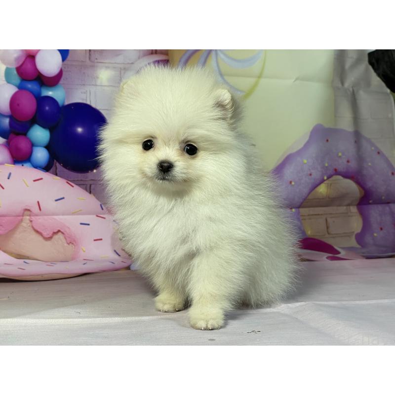 販売中の埼玉県のポメラニアン-444329の6枚目