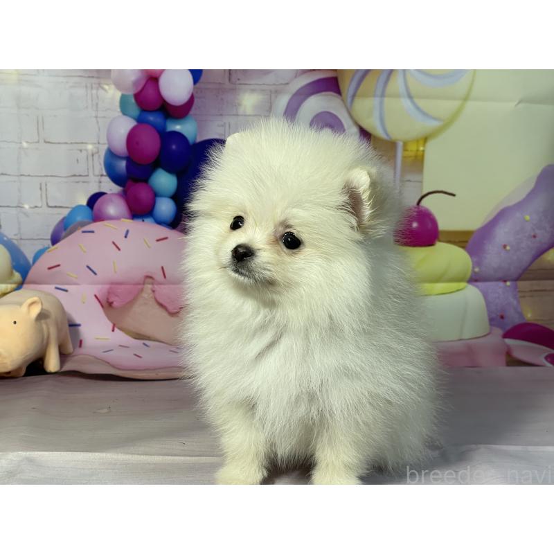 販売中の埼玉県のポメラニアン-444329の5枚目