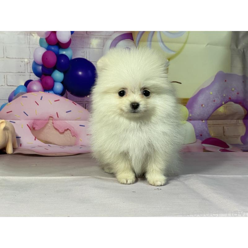 販売中の埼玉県のポメラニアン-444329の4枚目