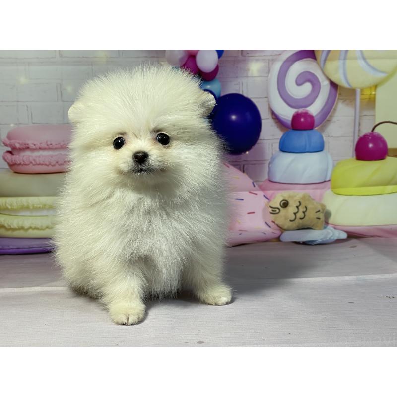 販売中の埼玉県のポメラニアン-444329の3枚目