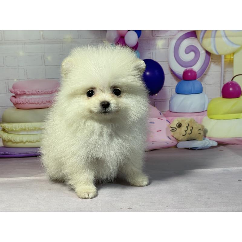 販売中の埼玉県のポメラニアン-444329の2枚目