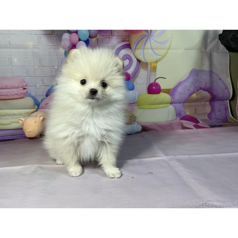 成約済の埼玉県のポメラニアン-444323の12枚目