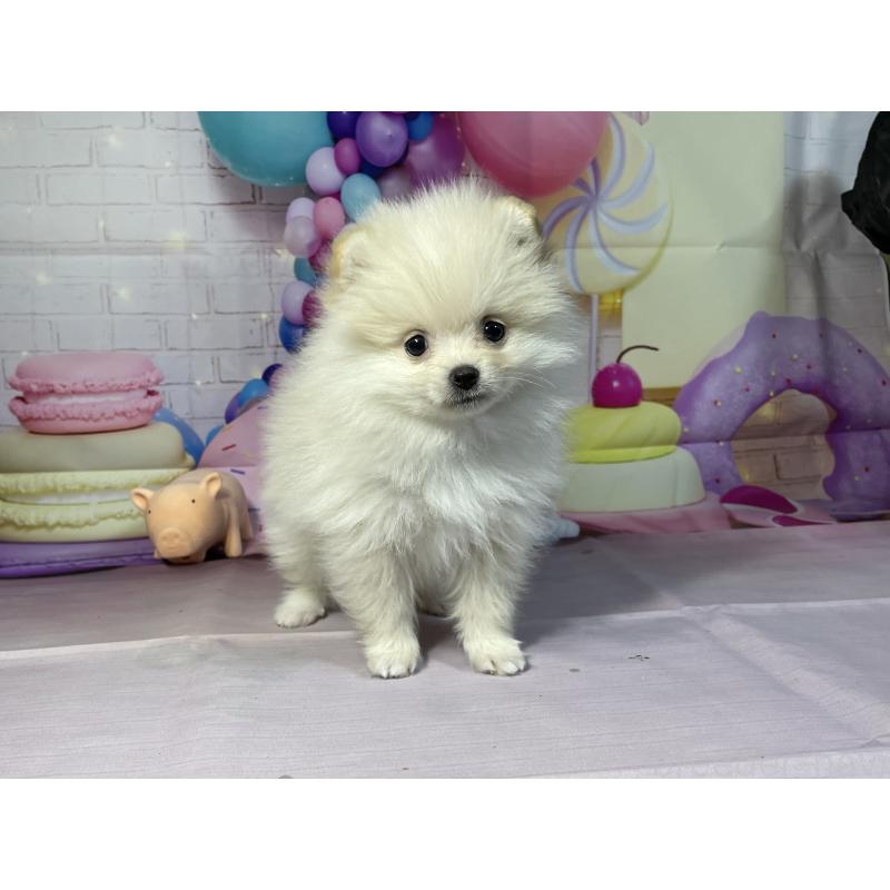 成約済の埼玉県のポメラニアン-444323の11枚目