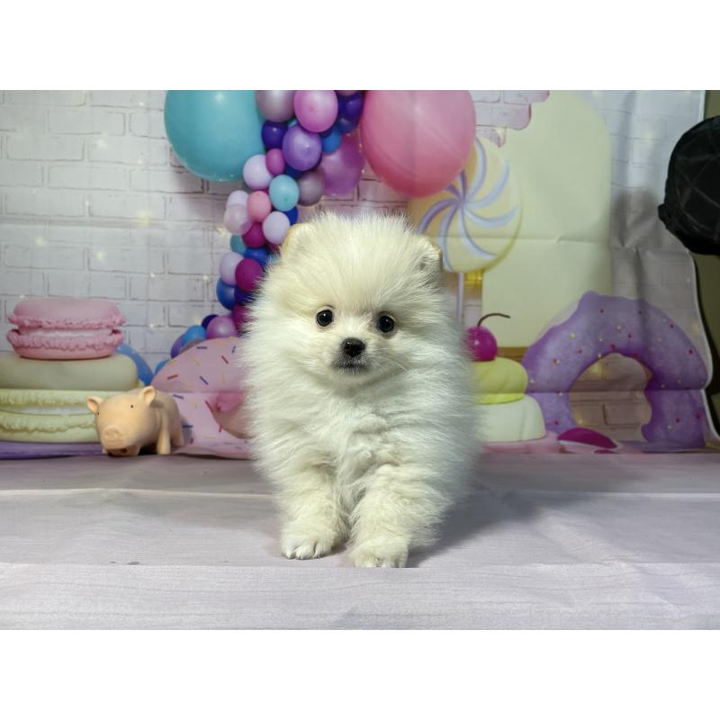 成約済の埼玉県のポメラニアン-444323の9枚目