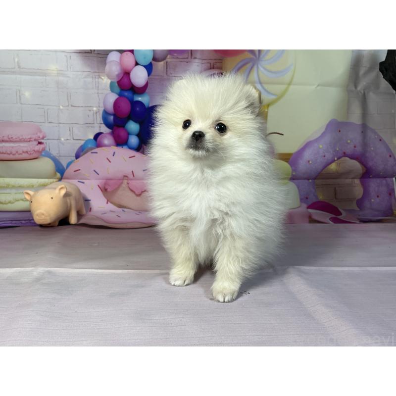 成約済の埼玉県のポメラニアン-444323の8枚目