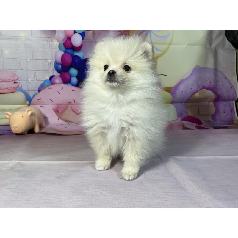 成約済の埼玉県のポメラニアン-444323の7枚目