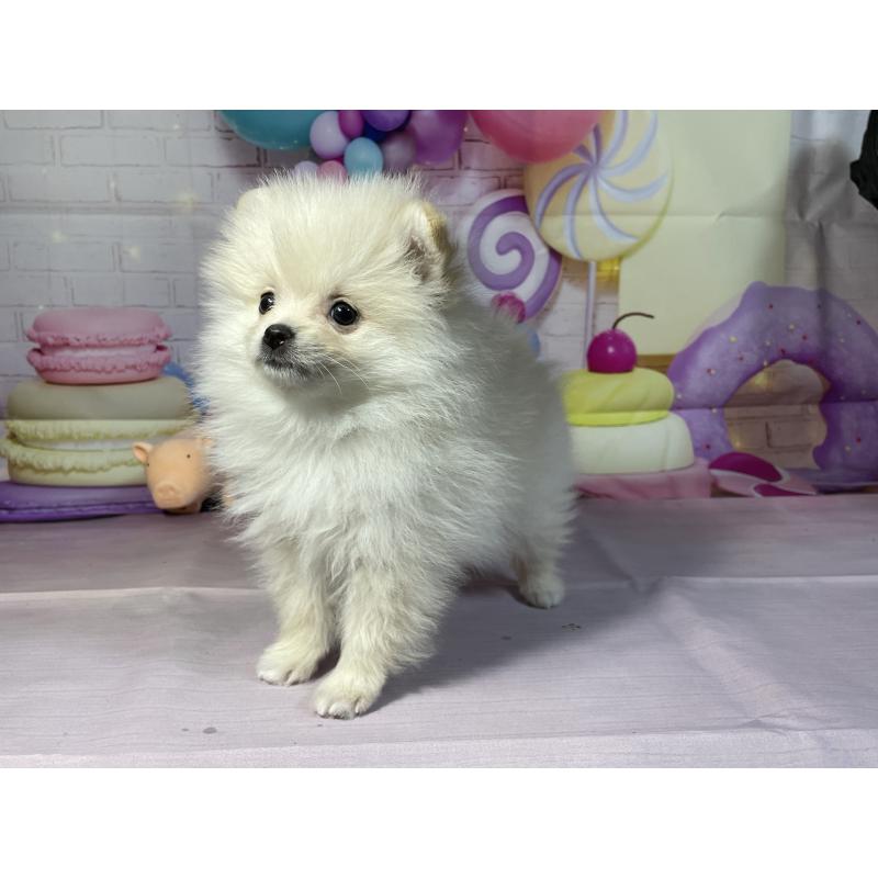 成約済の埼玉県のポメラニアン-444323の6枚目