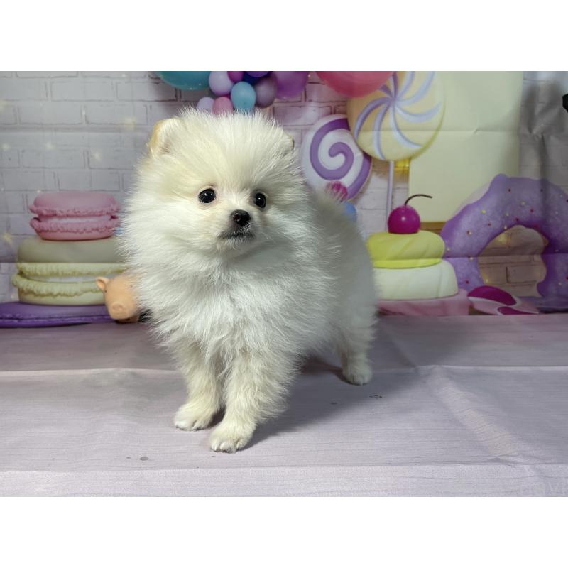 成約済の埼玉県のポメラニアン-444323の5枚目