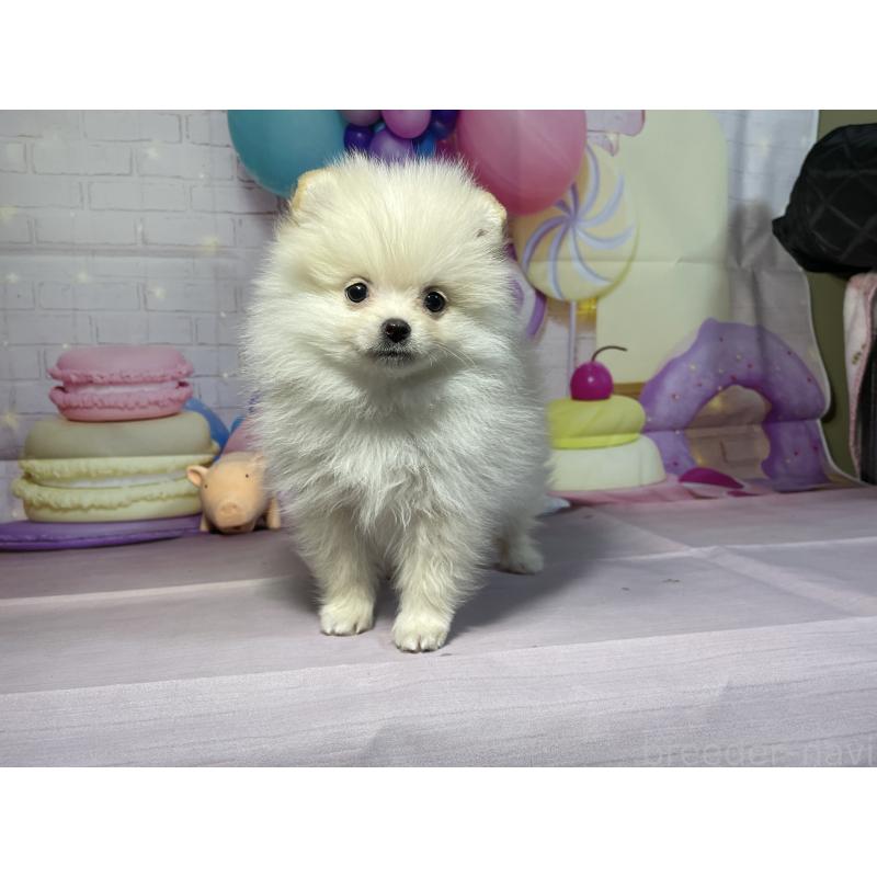 成約済の埼玉県のポメラニアン-444323の4枚目