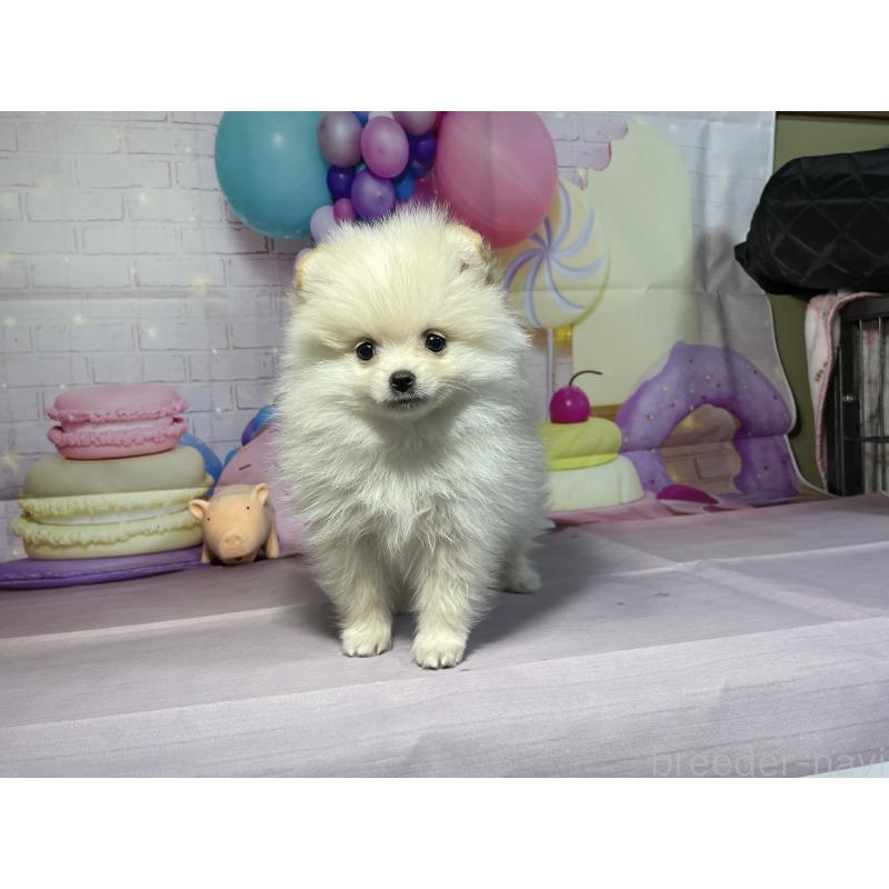 成約済の埼玉県のポメラニアン-444323の3枚目