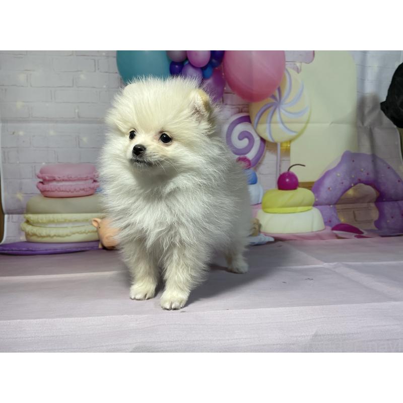 成約済の埼玉県のポメラニアン-444323の2枚目