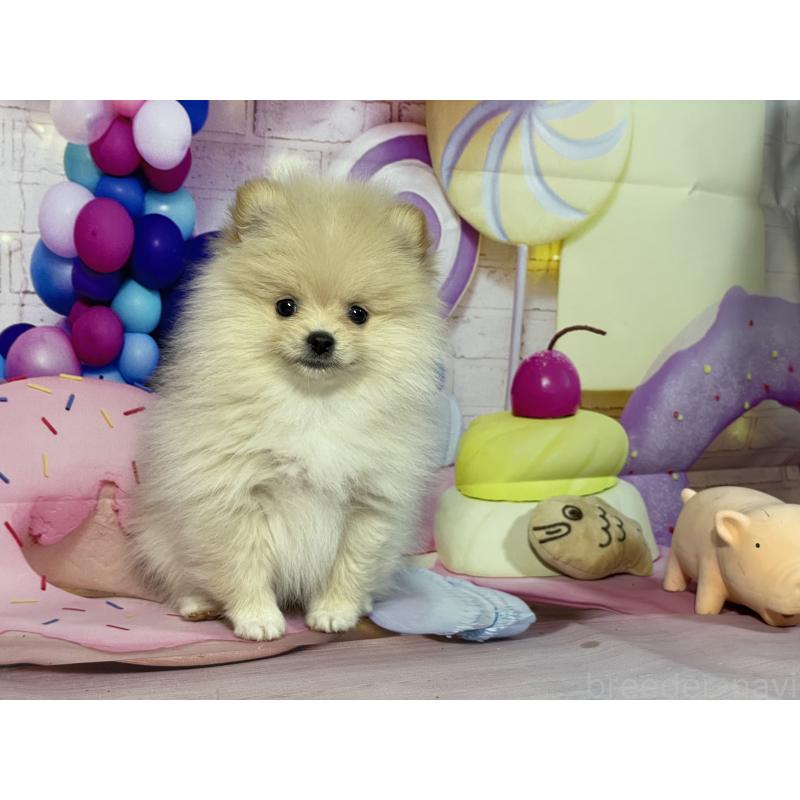 成約済の埼玉県のポメラニアン-444321の11枚目