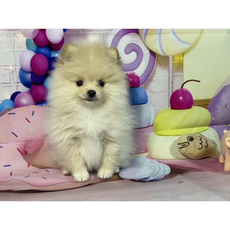 成約済の埼玉県のポメラニアン-444321の10枚目