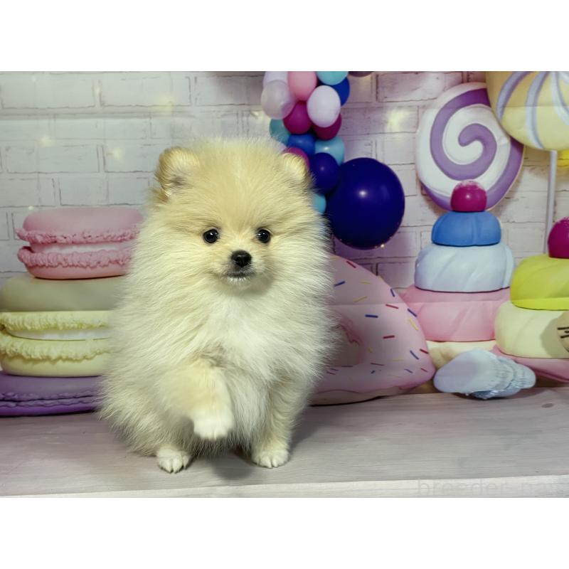 成約済の埼玉県のポメラニアン-444321の8枚目