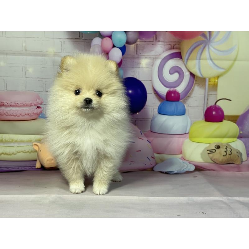 成約済の埼玉県のポメラニアン-444321の7枚目