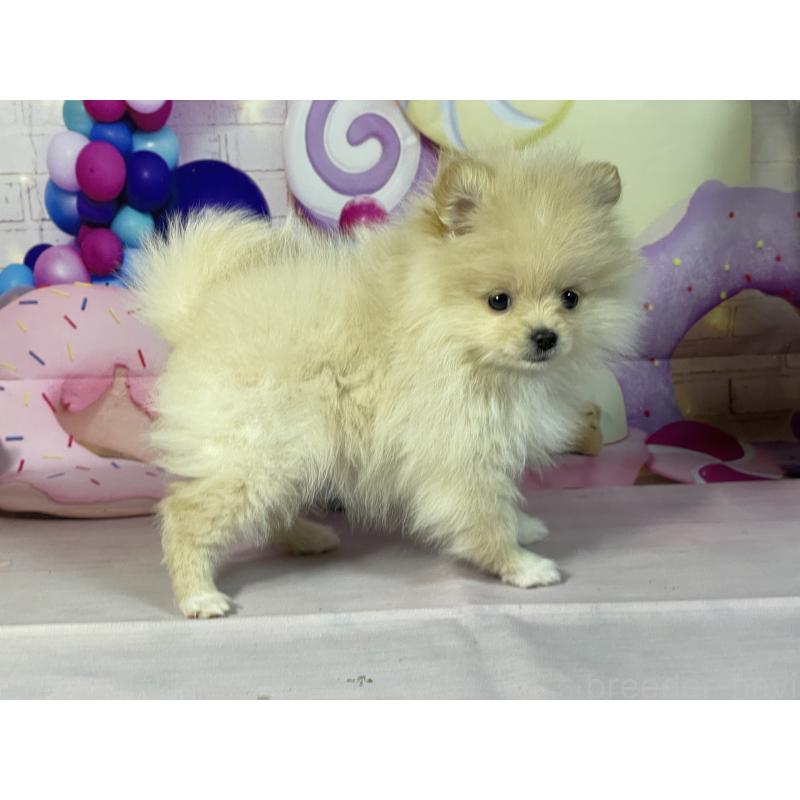 成約済の埼玉県のポメラニアン-444321の6枚目