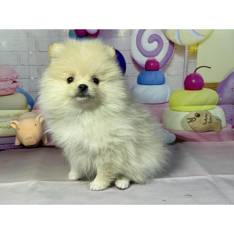 成約済の埼玉県のポメラニアン-444321の5枚目