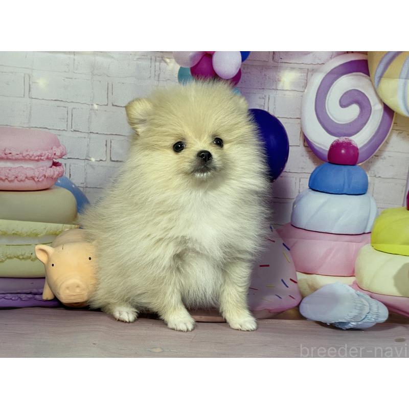 成約済の埼玉県のポメラニアン-444321の4枚目