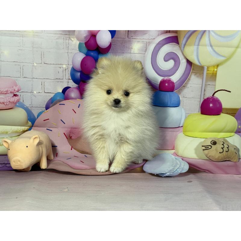 成約済の埼玉県のポメラニアン-444321の3枚目