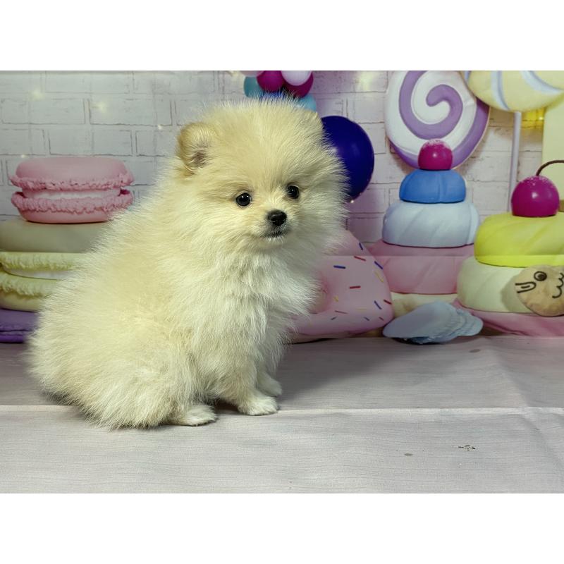 成約済の埼玉県のポメラニアン-444321の2枚目