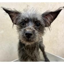 ♀︎ミックス犬