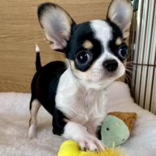 ♀︎ミックス犬