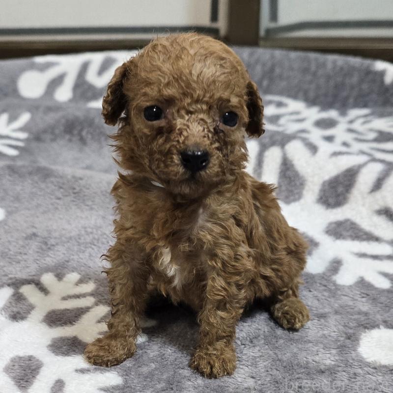 商談中の岡山県のトイプードル-445692の12枚目