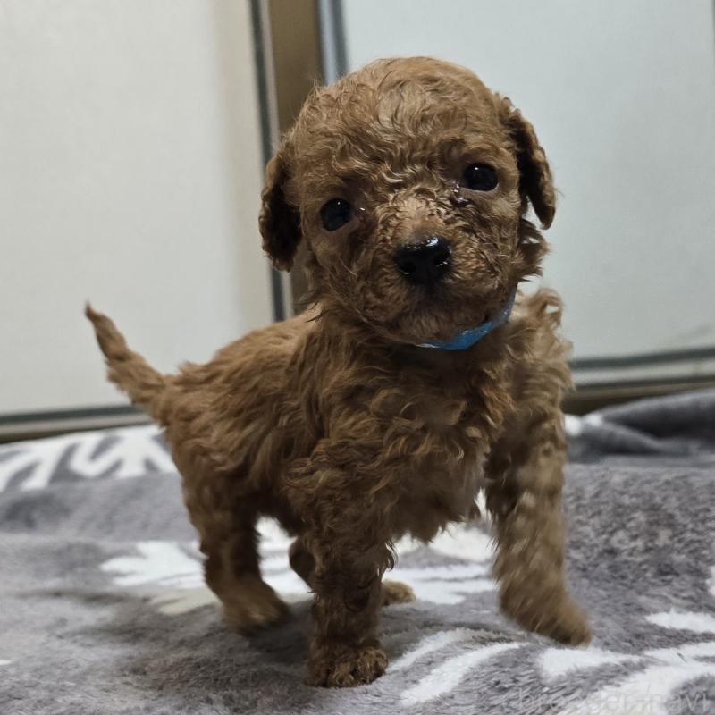 商談中の岡山県のトイプードル-445692の11枚目