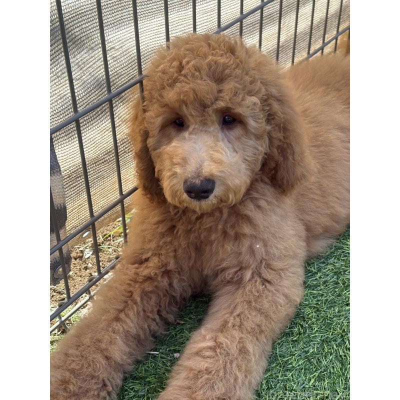 成約済の茨城県のスタンダードプードル-433638の4枚目