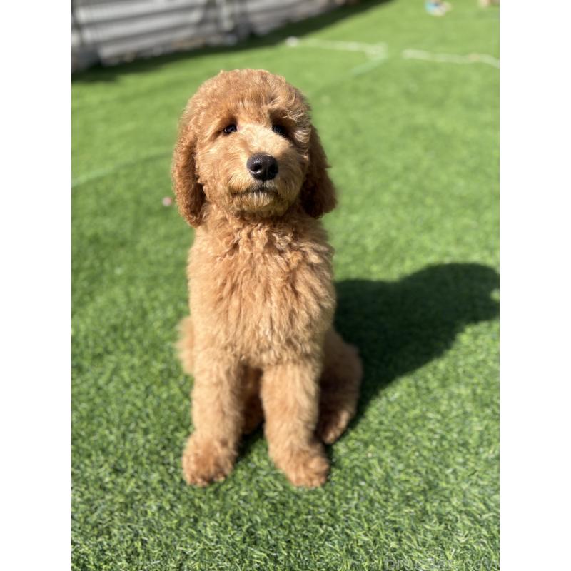 成約済の茨城県のスタンダードプードル-433638の3枚目