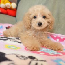 ♀︎マルプー:マルチーズ×トイプードル