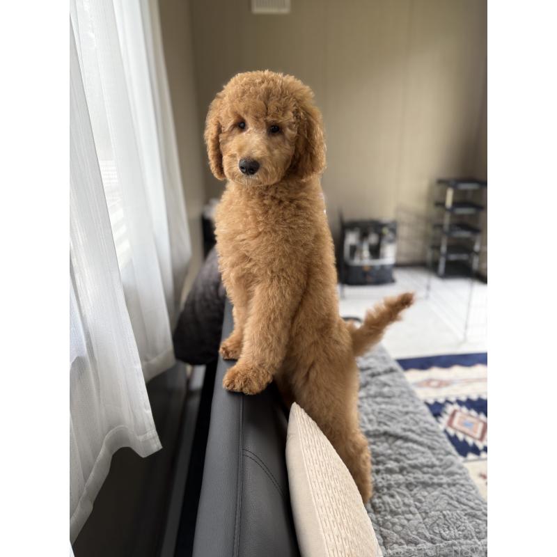 成約済の茨城県のスタンダードプードル-433638の2枚目