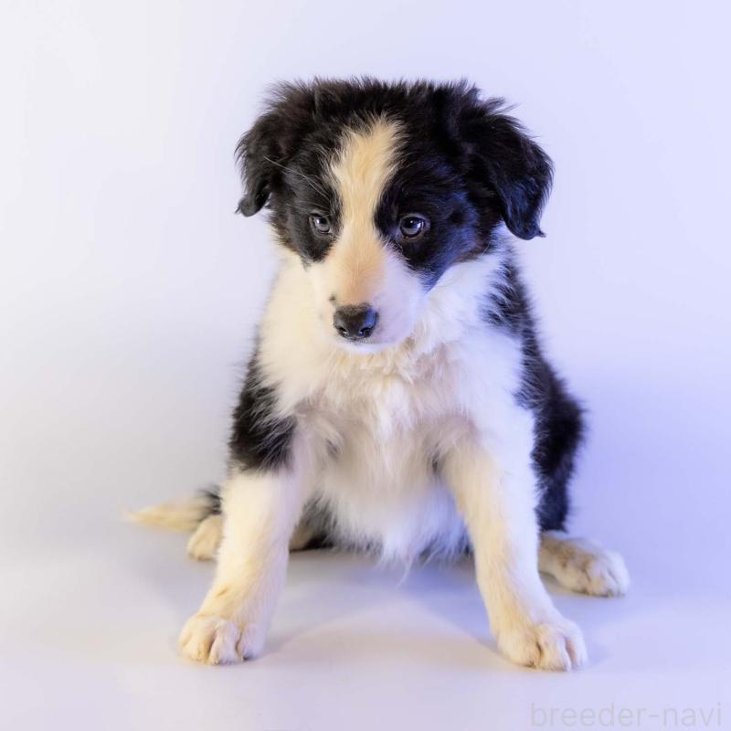 成約済の鹿児島県のボーダーコリー-441355の5枚目