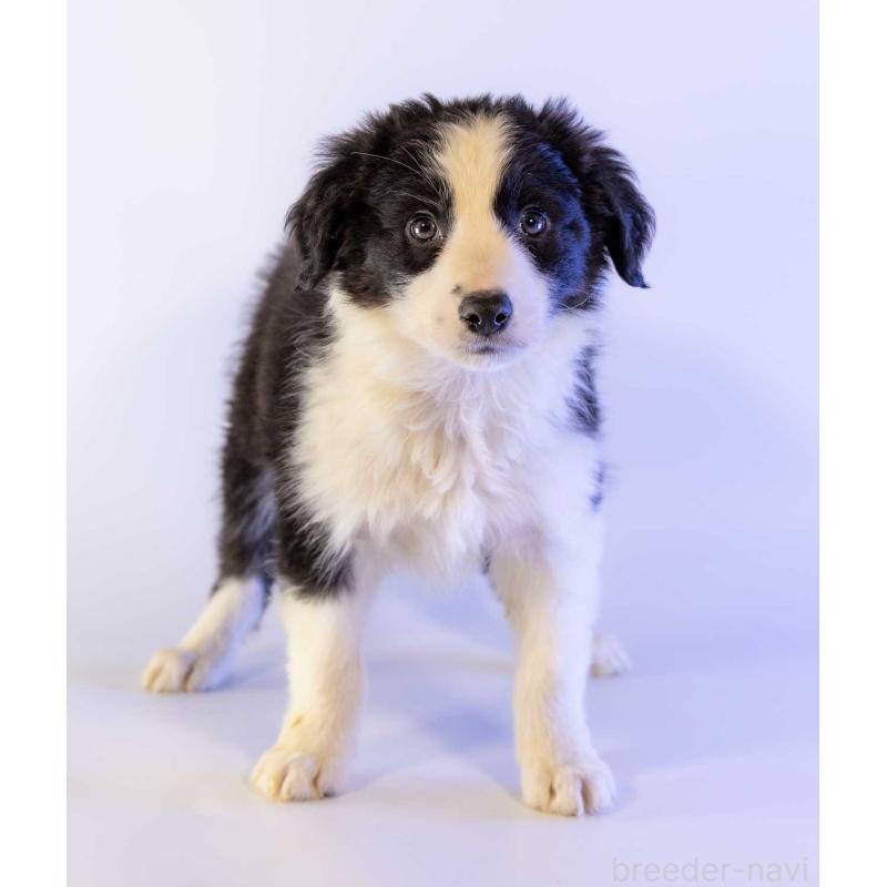 成約済の鹿児島県のボーダーコリー-441355の4枚目