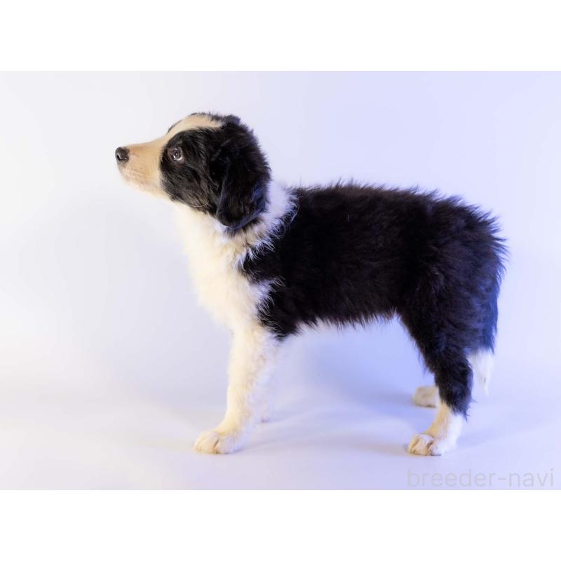 成約済の鹿児島県のボーダーコリー-441355の3枚目