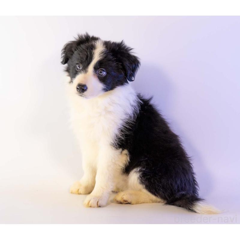 成約済の鹿児島県のボーダーコリー-441361の4枚目