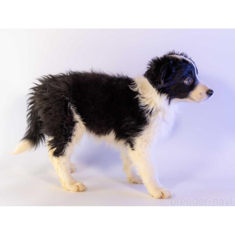 成約済の鹿児島県のボーダーコリー-441361の2枚目