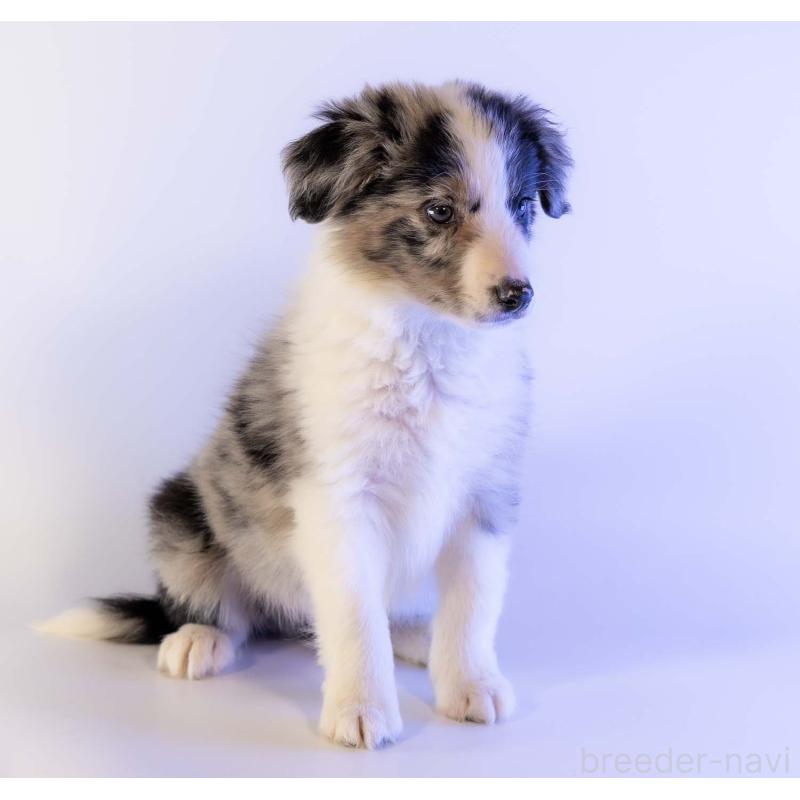 成約済の鹿児島県のボーダーコリー-441356の7枚目