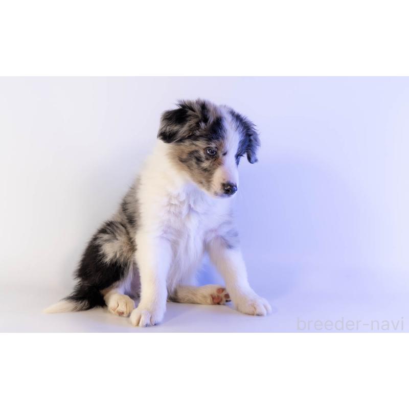 成約済の鹿児島県のボーダーコリー-441356の6枚目