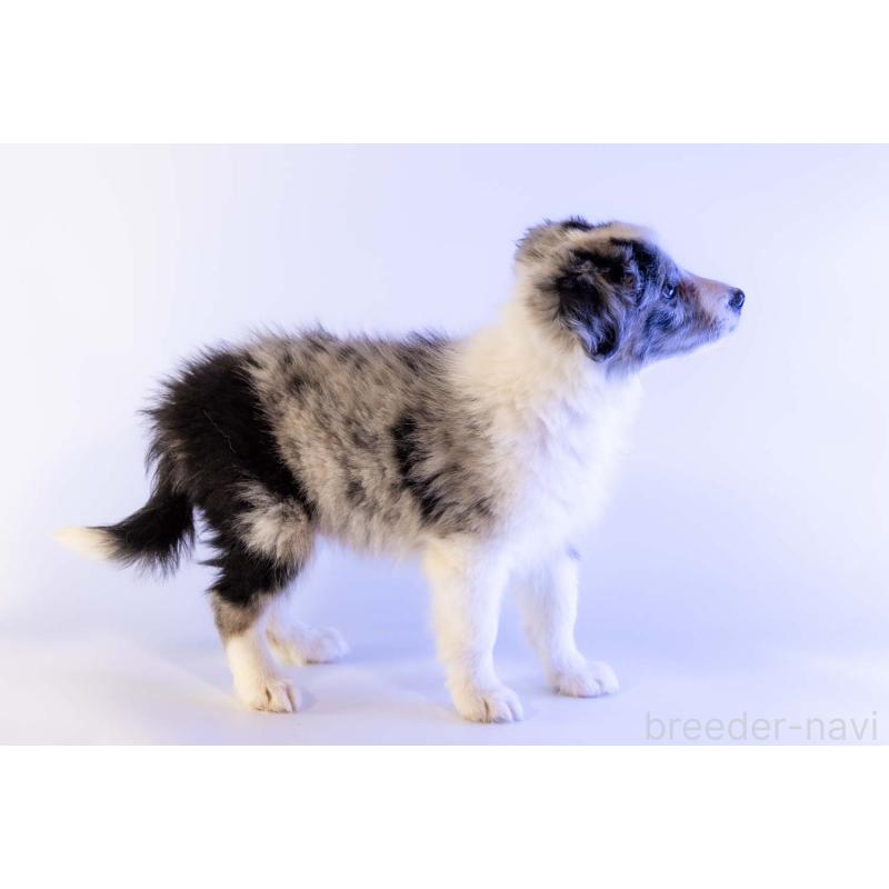 成約済の鹿児島県のボーダーコリー-441356の3枚目