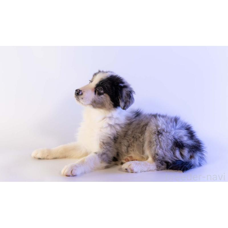 成約済の鹿児島県のボーダーコリー-441356の2枚目