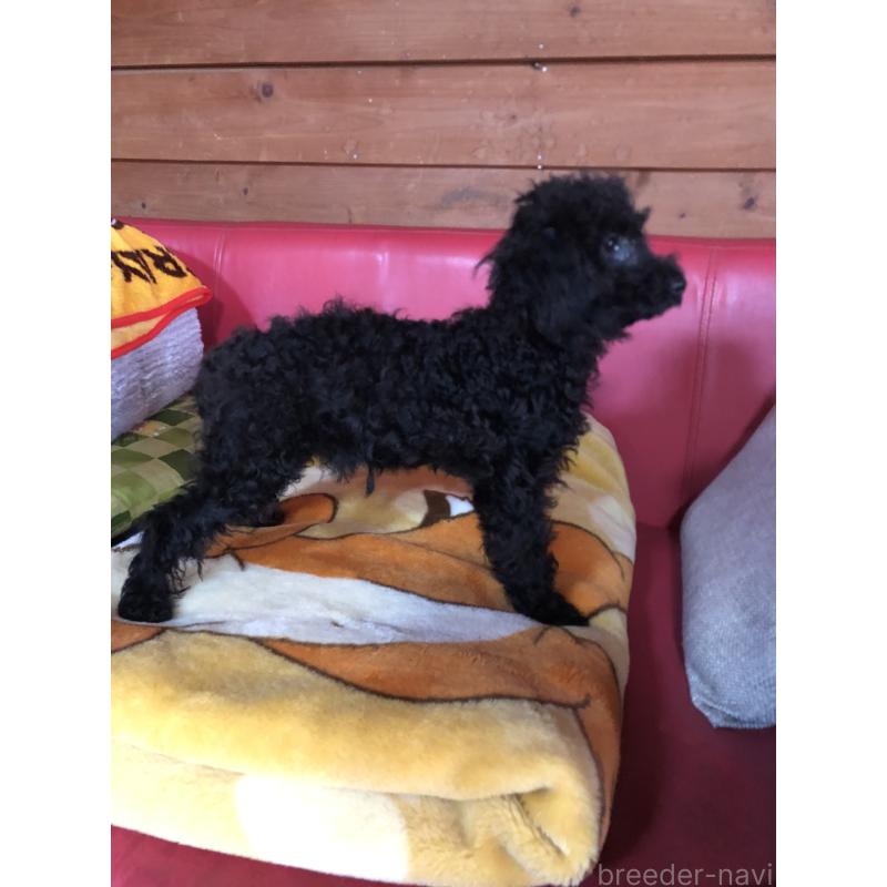 販売中の兵庫県のトイプードル-431955の12枚目