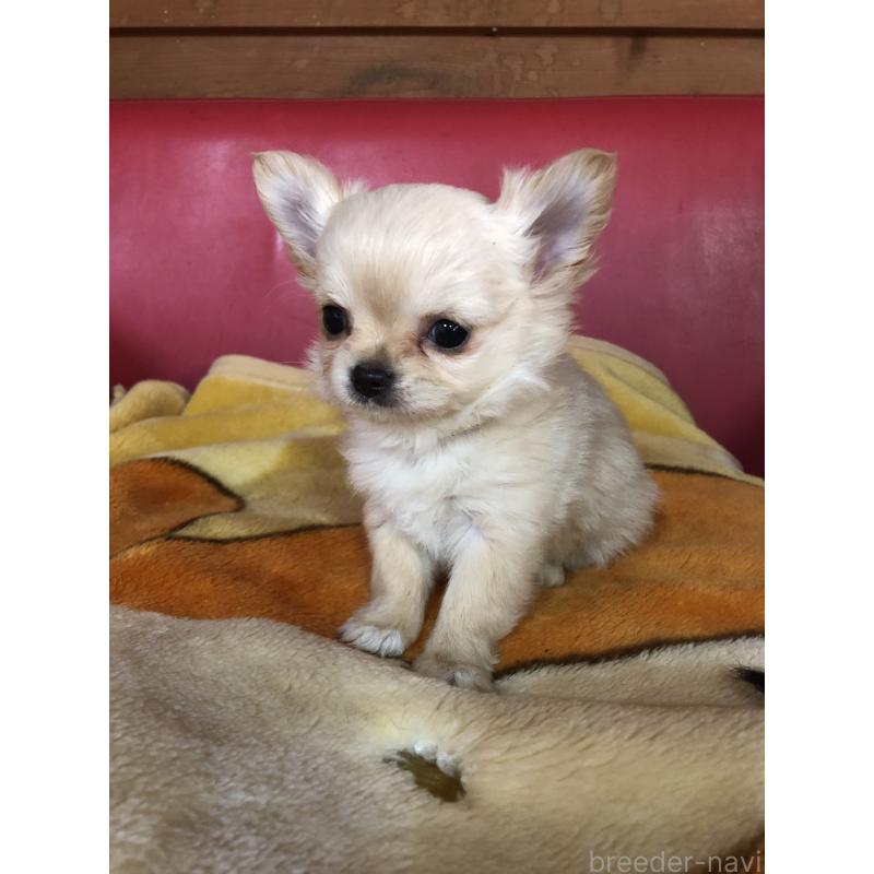 成約済の兵庫県のチワワ(ロングコート)-446622の8枚目