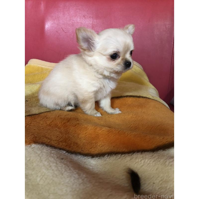 成約済の兵庫県のチワワ(ロングコート)-446622の6枚目