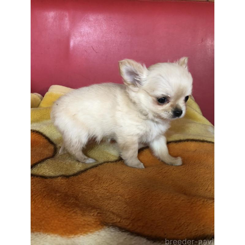 成約済の兵庫県のチワワ(ロングコート)-446622の5枚目