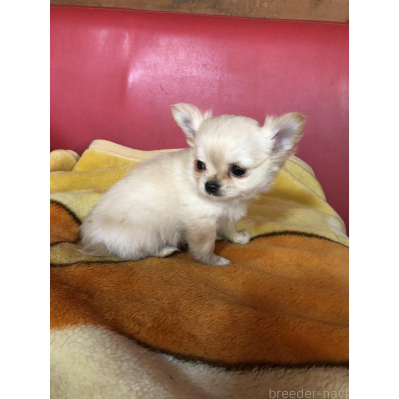 成約済の兵庫県のチワワ(ロングコート)-446622の4枚目