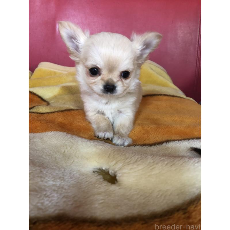 成約済の兵庫県のチワワ(ロングコート)-446622の3枚目