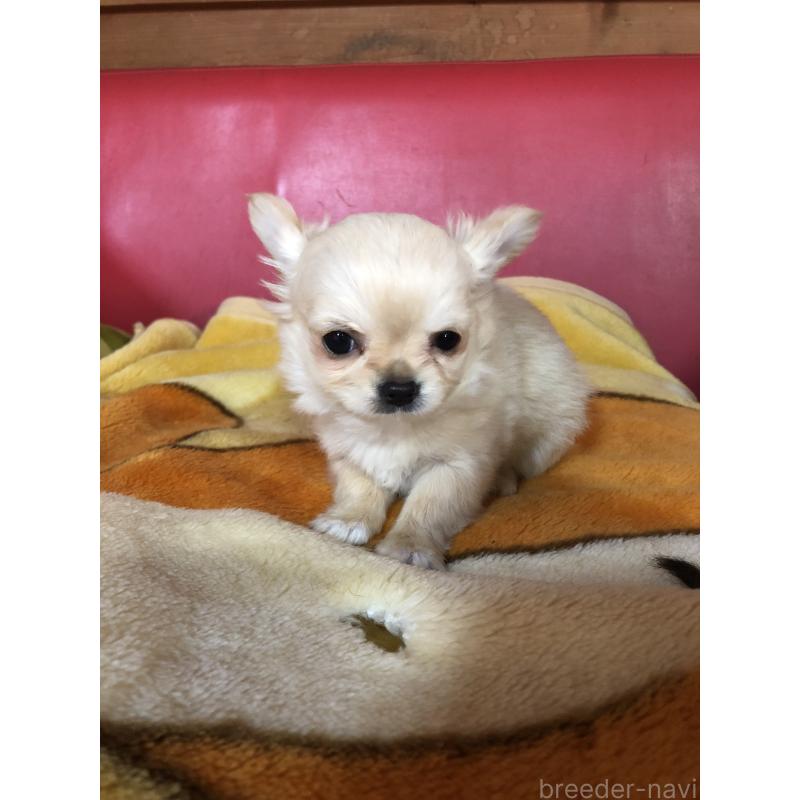 成約済の兵庫県のチワワ(ロングコート)-446622の2枚目