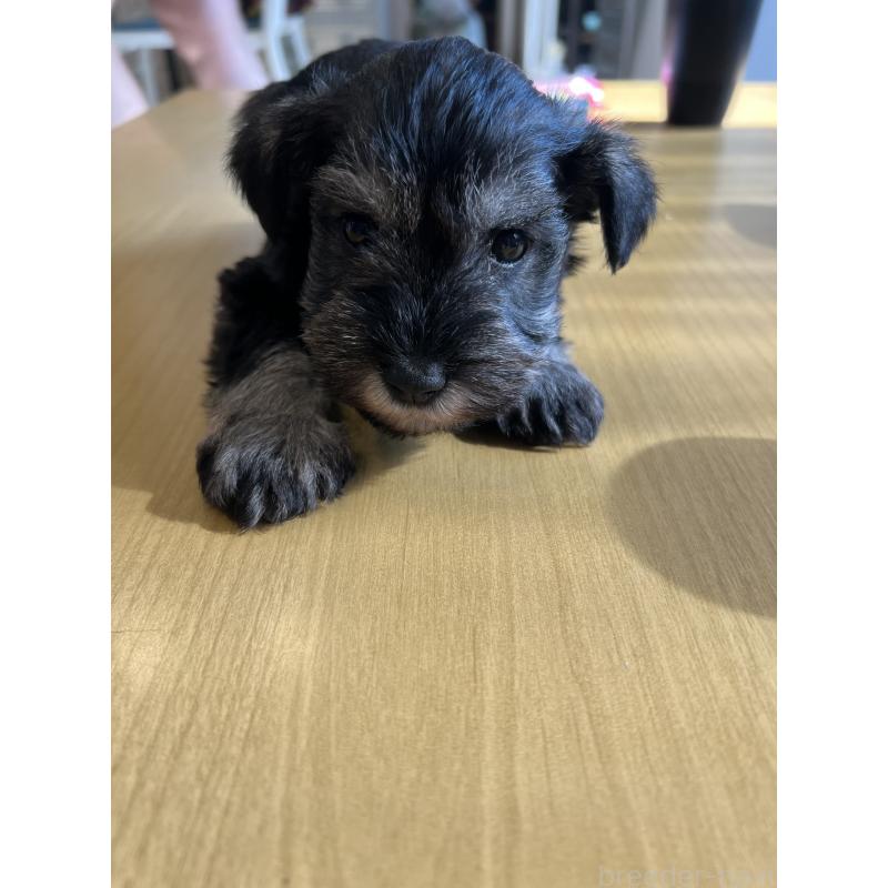 松本春香ブリーダーの詳細