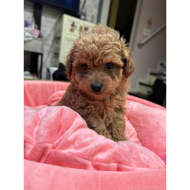 松本春香ブリーダーの詳細